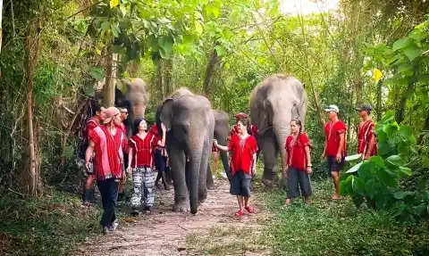 Elephant Care 2.5 Hrs.