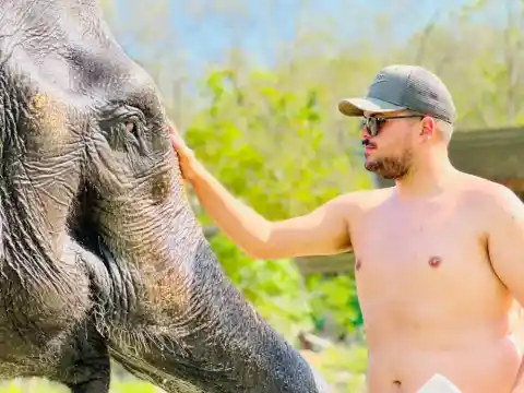 Feed the Elephant