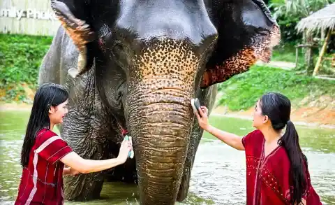 Feed and Shower Elephant