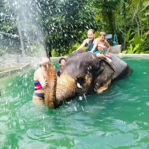 Elephant bathing and care (Seaview On Tour)