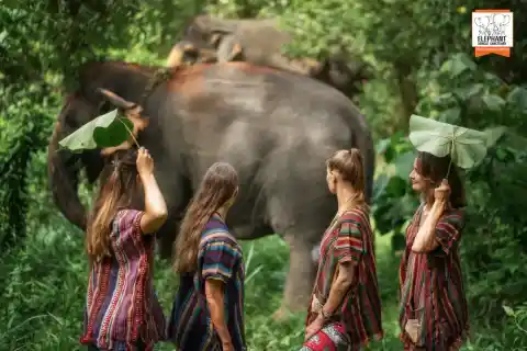Walk With Elephants Experience