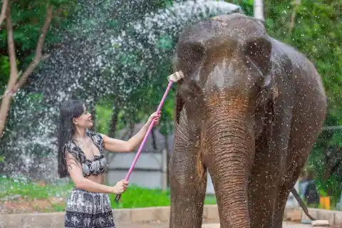 Feed and Rain Shower with Elephants