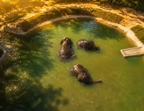 Phuket Elephant Care (Nai Ton)