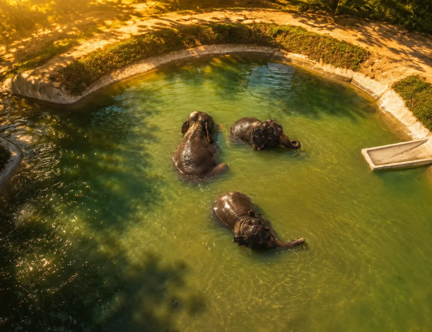 Phuket Elephant Care (Nai Ton)