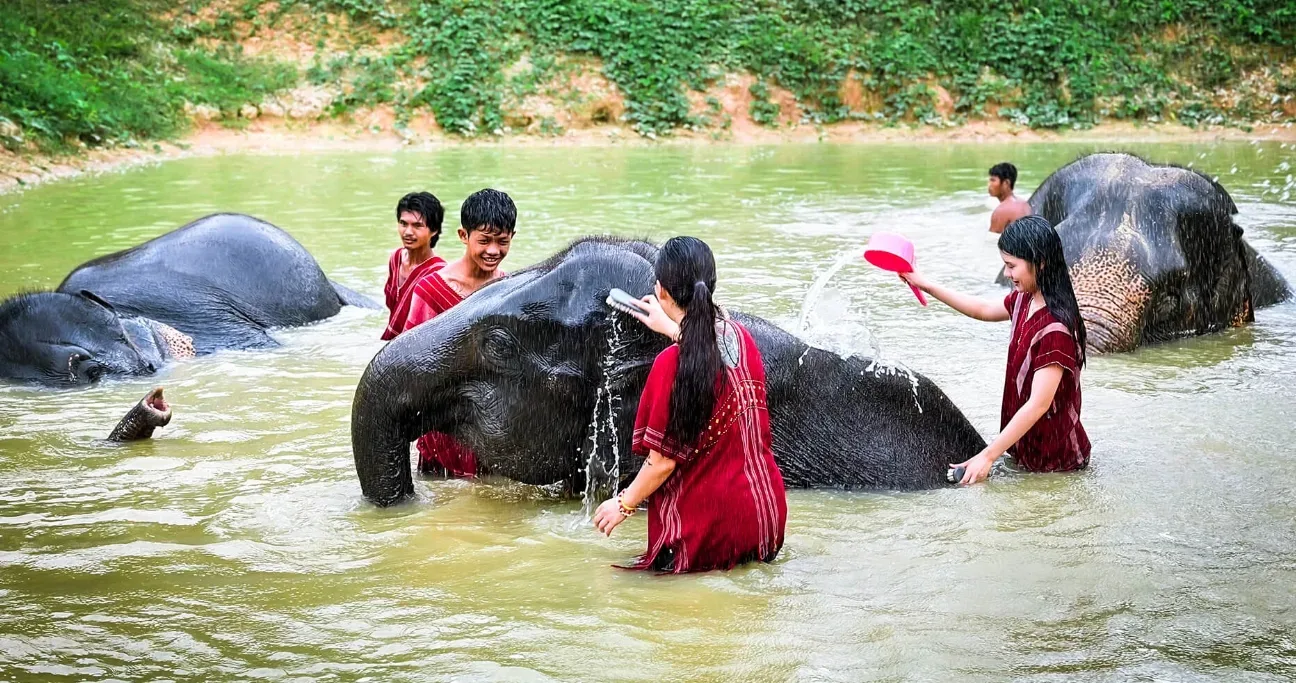Feed and Shower Elephant — photo 2