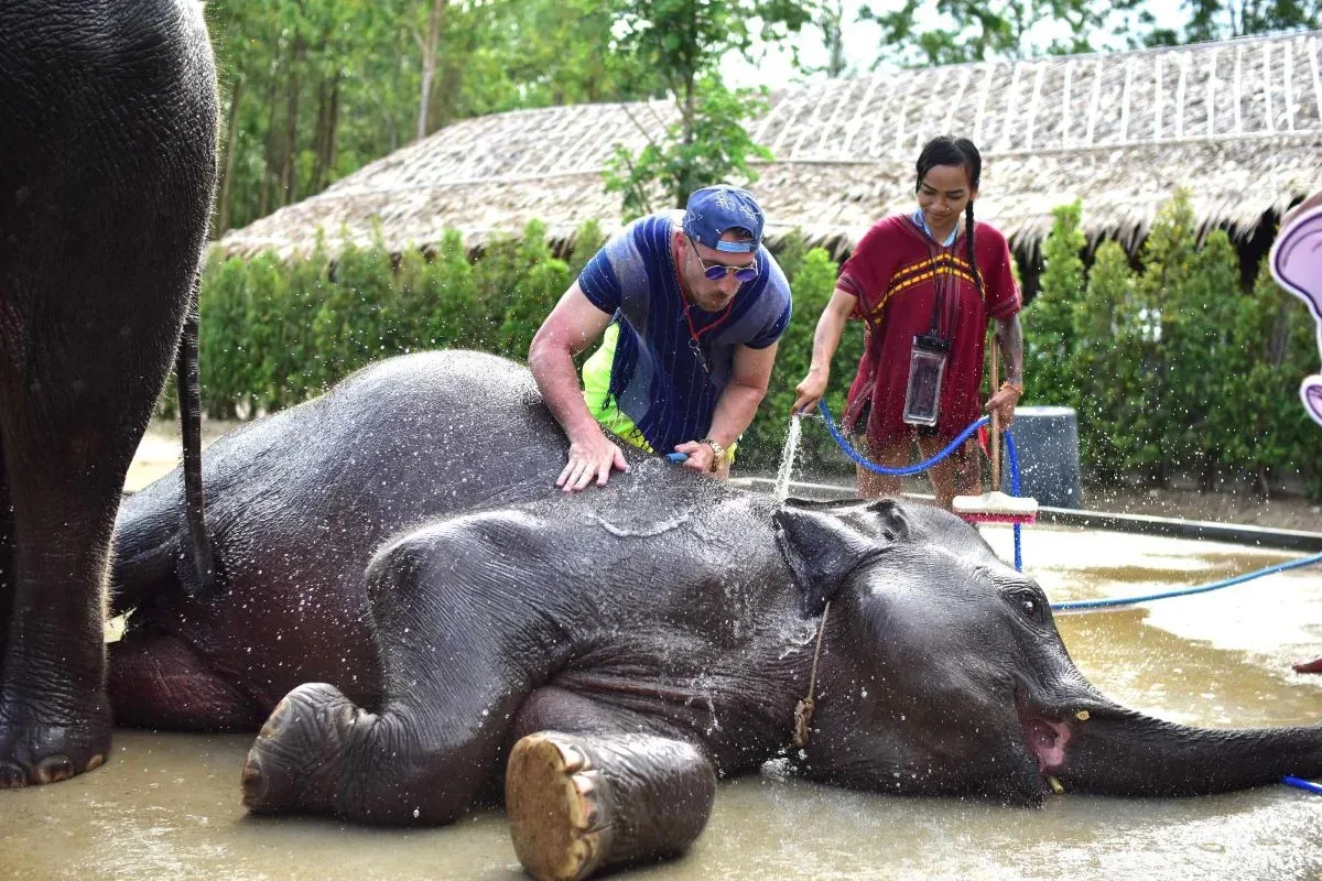 Feed and Shower Elephant — photo 3