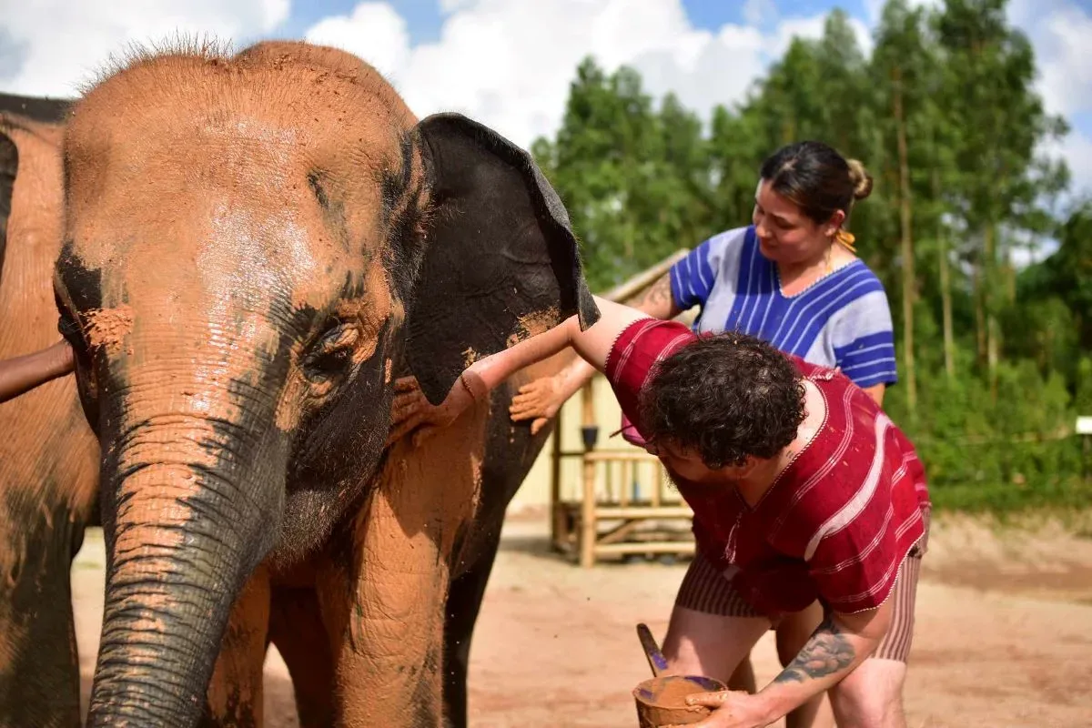 Feed and Shower Elephant — photo 4