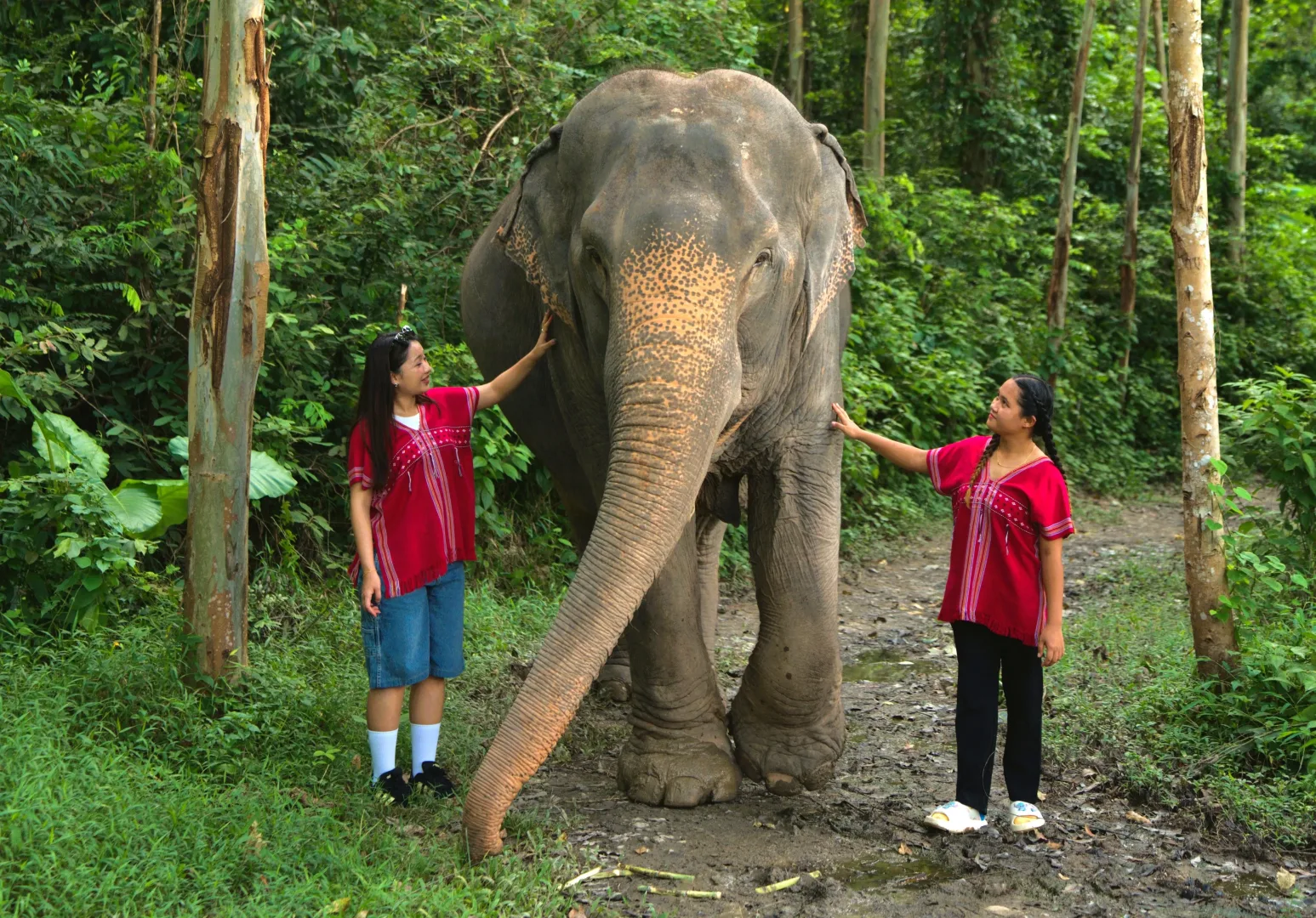 Feed and Shower Elephant — photo 6