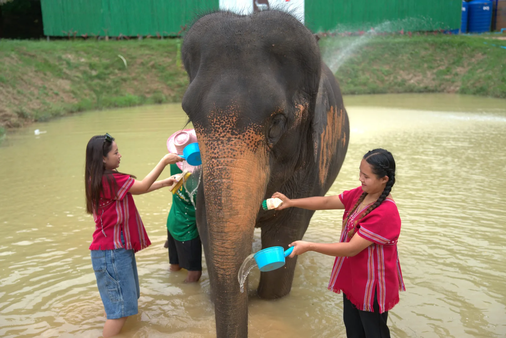 Feed and Shower Elephant — photo 7