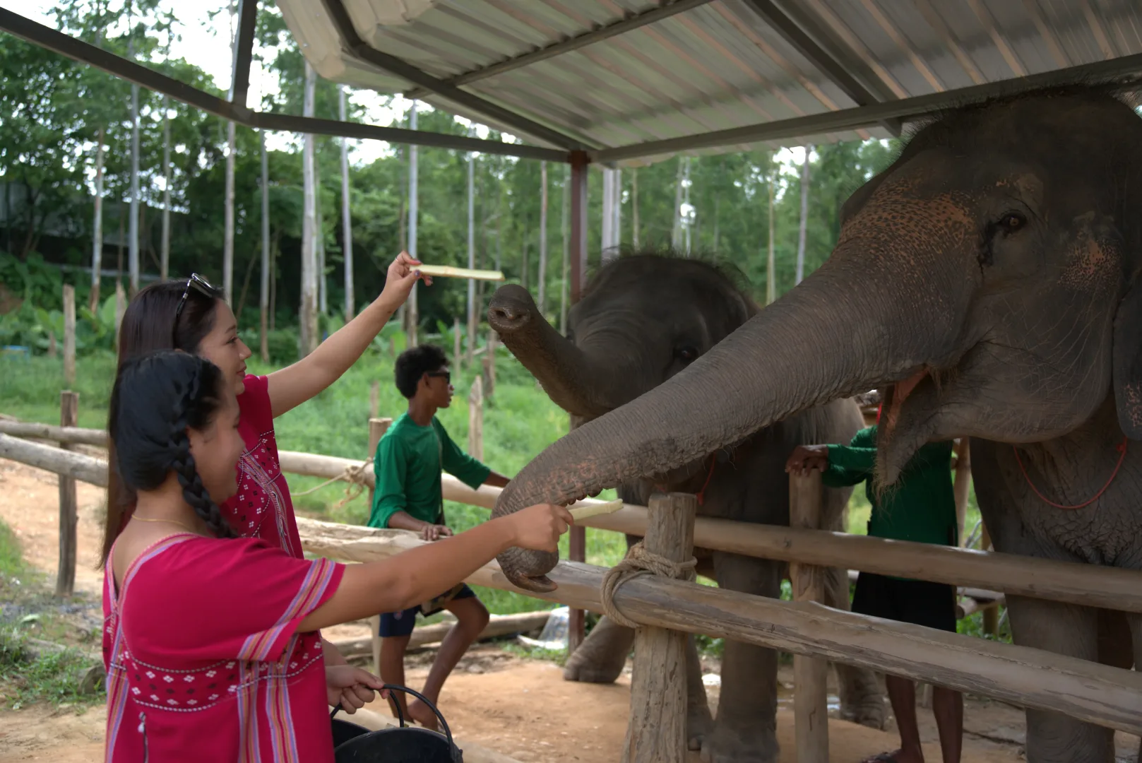 Feed and Shower Elephant — photo 8