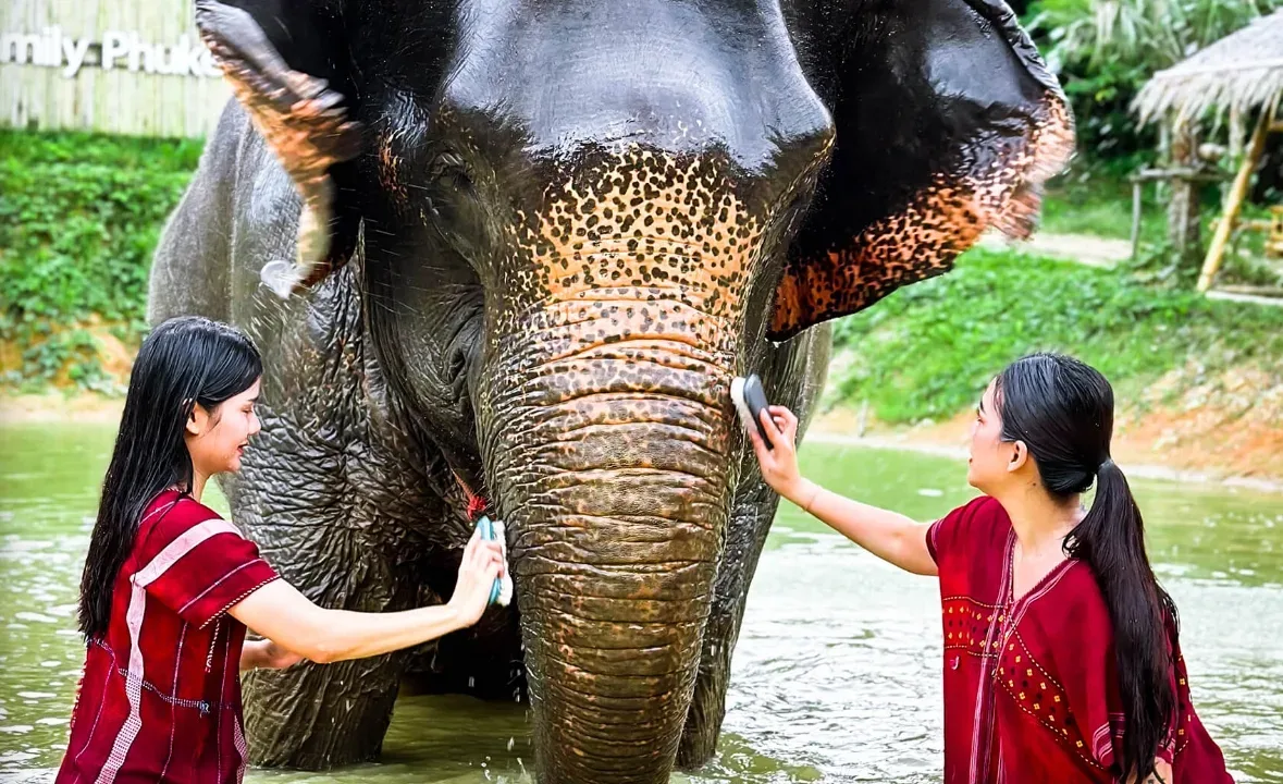 Elephant Care 2.5 Hrs. — photo 4