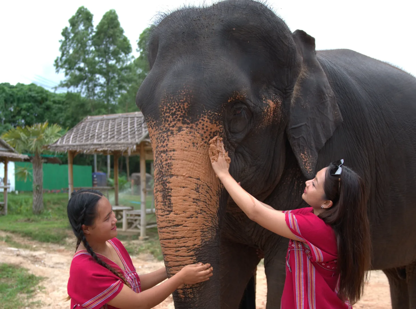 Elephant Care 2.5 Hrs. — photo 12