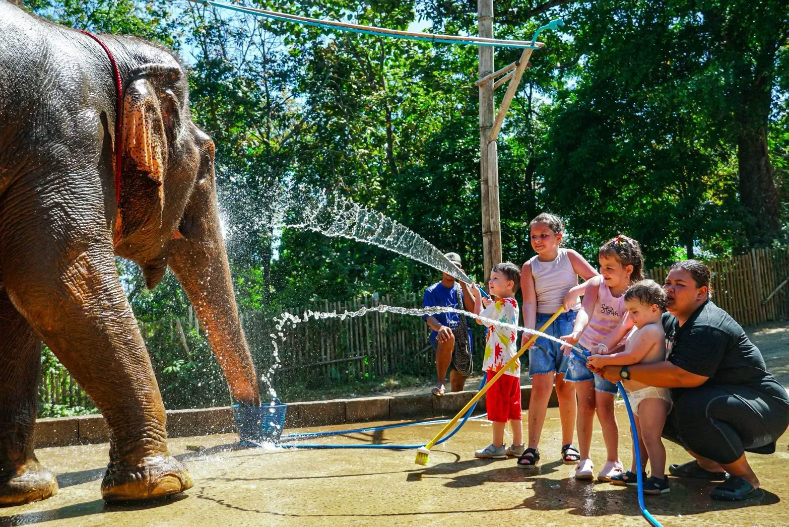 Feed and Rain Shower with Elephants — photo 3