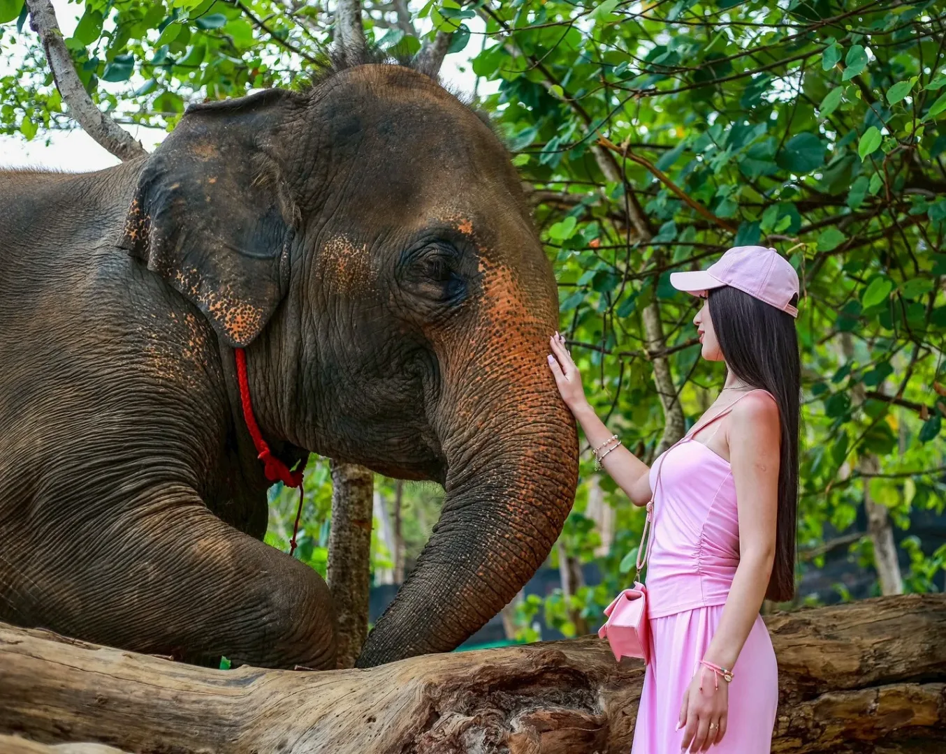Feed and Rain Shower with Elephants — photo 4