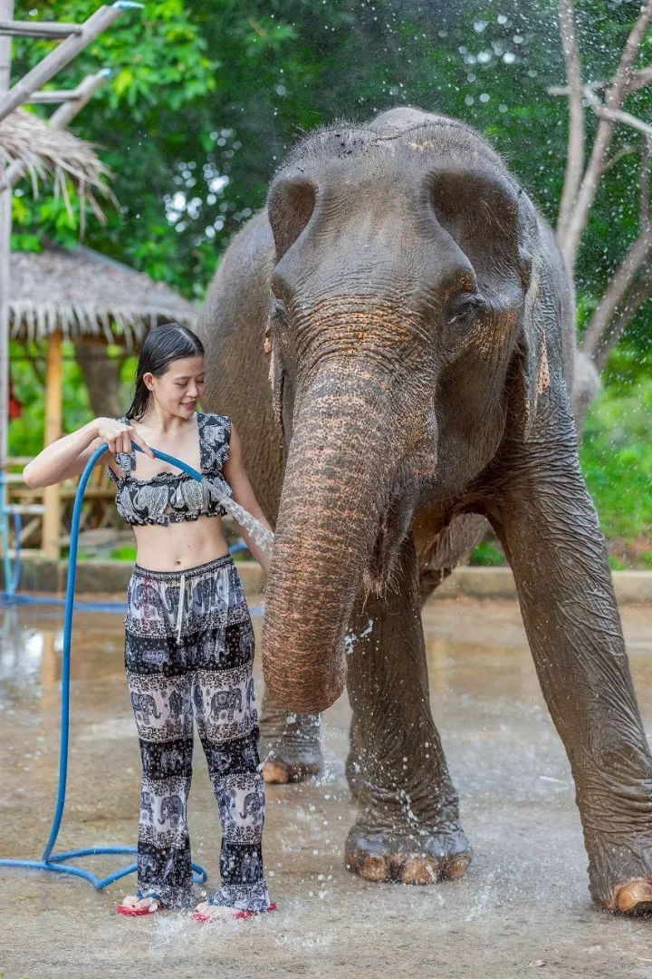 Feed and Rain Shower with Elephants — photo 5