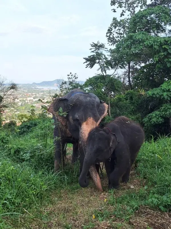 Elephant bathing and care (Seaview On Tour) — photo 3