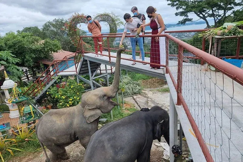 Buggy 60 Min. & Elephant Feeding (Seaview on tour) — photo 4