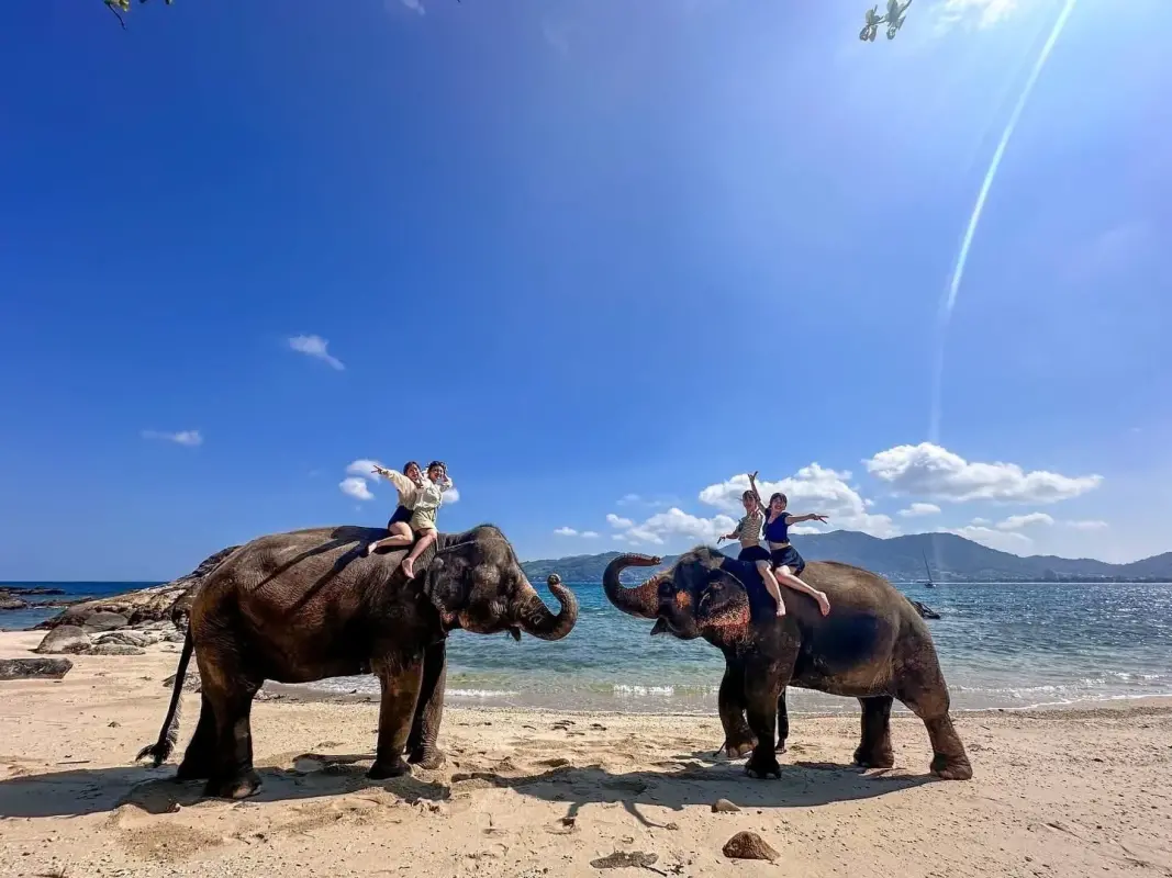 Take Photo Elephant on the Beach  — photo 5