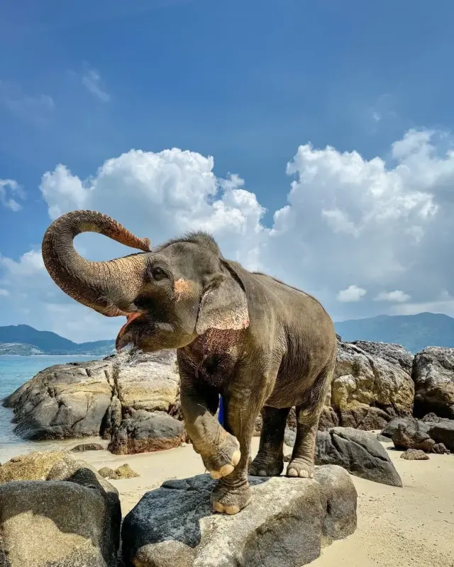 Take Photo Elephant on the Beach  — photo 7