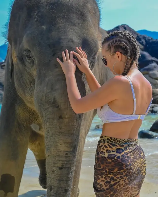 Take Photo Elephant on the Beach  — photo 8